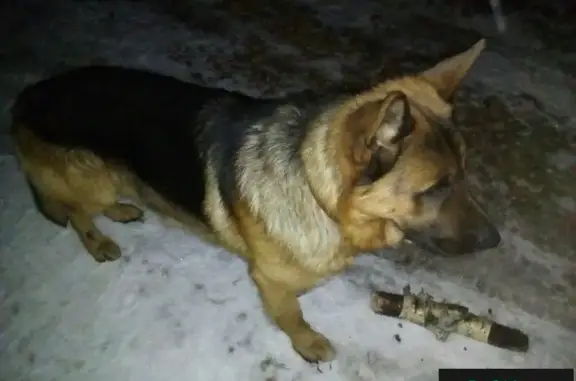 Найдена собака в Раменье, ждет хозяина в снт Измайлово