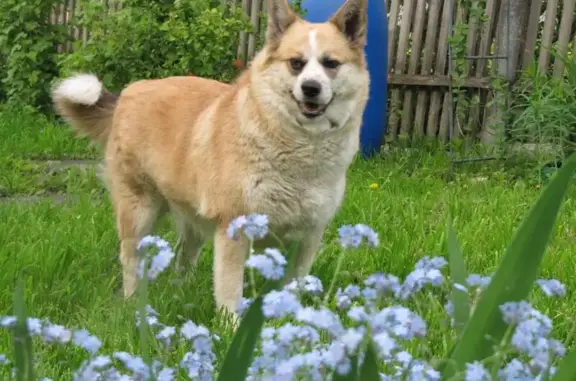 Пропала собака Лада в Красногорске, Московская область