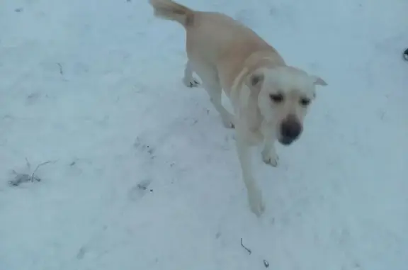 Найдена взрослая собака в деревне Лудорвай, Ижевск