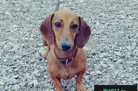 Пропала рыжая собака в Осиновке, Братск