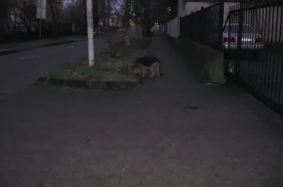 Собака найдена в Калининграде на Бородинской, 22