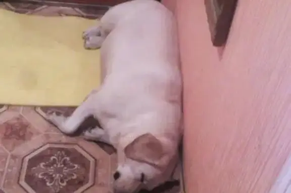 Собака найдена на Бабушкина в Рыбинске