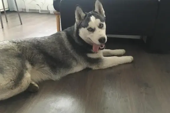 Найдена собака в Оренбуржье