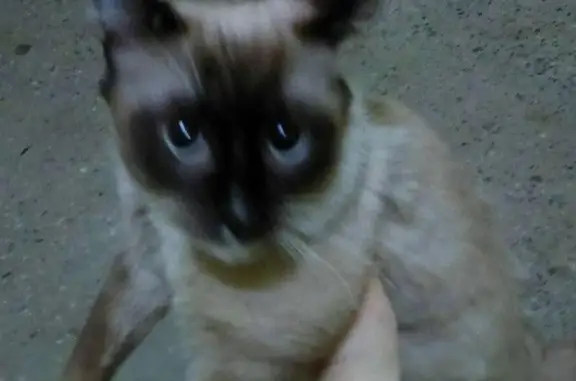 Молодой кот найден в Твери на ул. Можайского