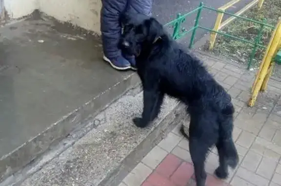 Найдена собака на ул. Калинина, г. Ярославль