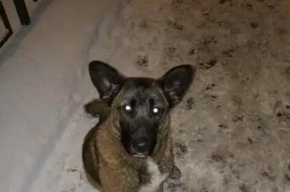 Найдена собака в Зеленограде и окрестностях