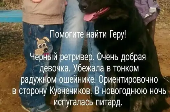 Пропала собака Гера в Подольске