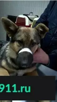 Найден щенок на ул. Беломорской, Казань