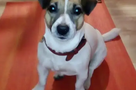 Пропала белая собака с рыжими пятнами в Щёлково