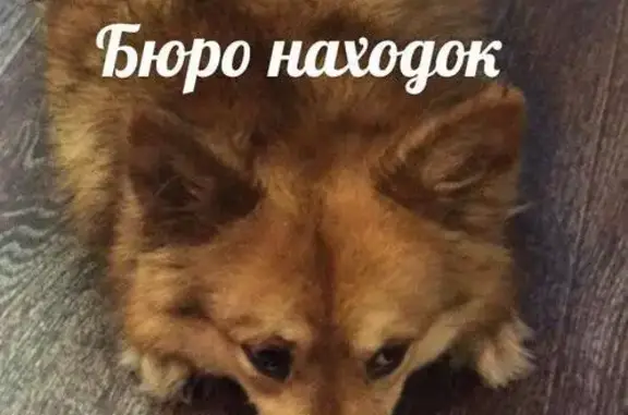 Найдена собака в Соломбале, Архангельск.