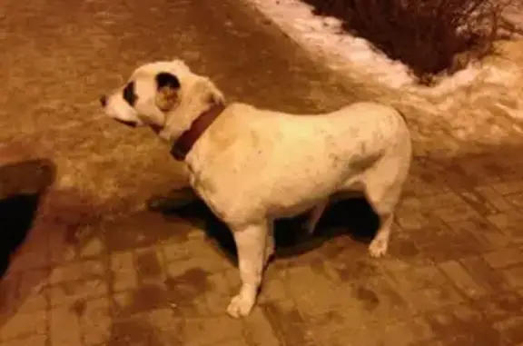 Пропала собака в Ленинском районе, звоните! (39 символов)