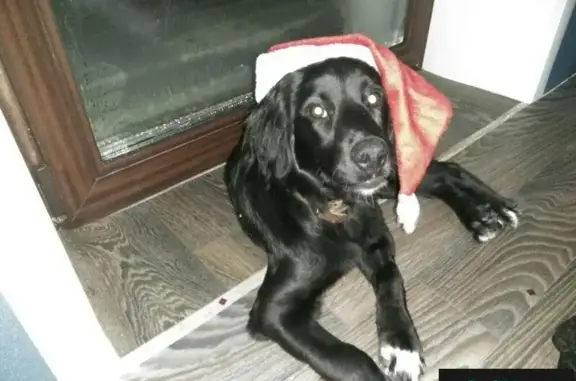 Пропала собака в Красноярском крае