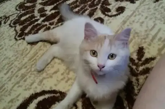 Найдена домашняя кошка на ул. Николая Отрады, 17