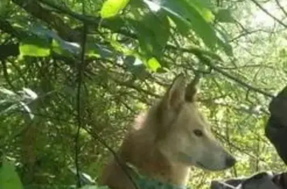 Собаки потеряшки, Урманай, фото: Потеряшка собака с порванным ухом в Кемеровском районе