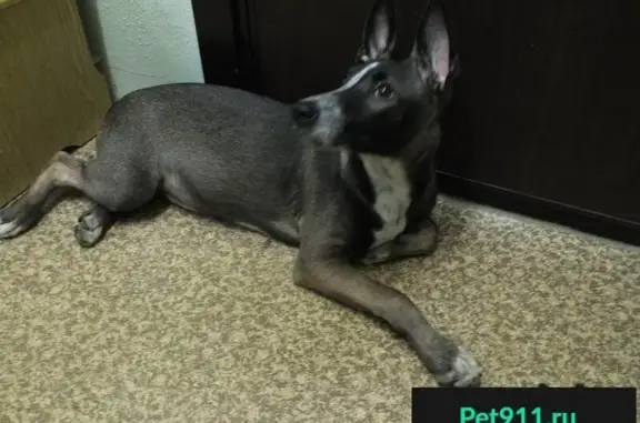 Пропала собака в Зеленограде, найдена щеночка-девочка с огромными ушами и хвостом как у борзой.