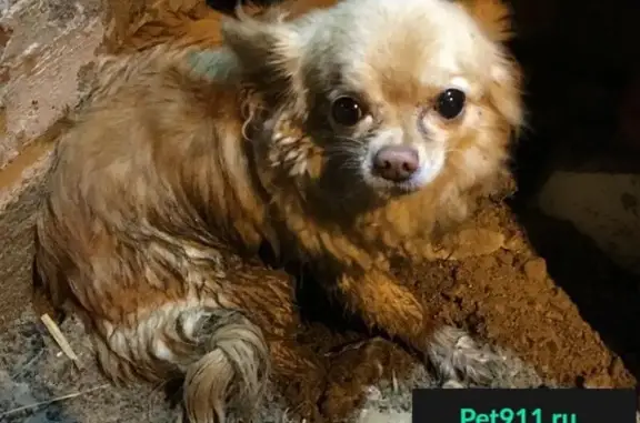 Пропала собака, найден чихуахуа в Наро-Фоминске