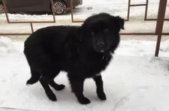 Найдена собака возле садика 137 в Казани