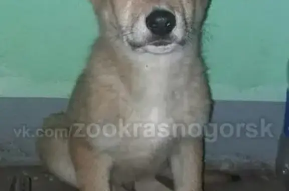 Найден рыжий щенок на ул. Пушкинская, Красногорск