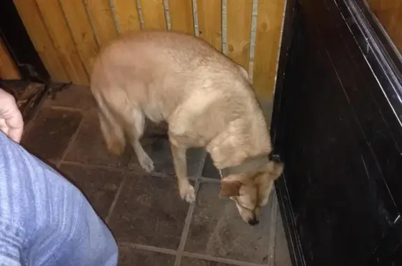 Найдена собака, Нижний Новгород, фото: Найдена собака на улице Алексеевская в Нижнем Новгороде