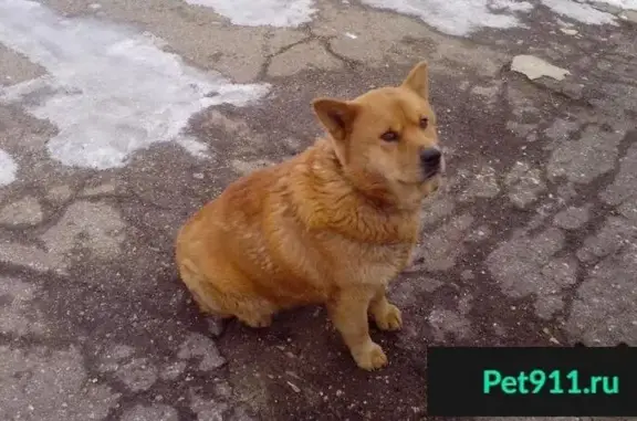 Пропала раненая рыжая собака в Балаково