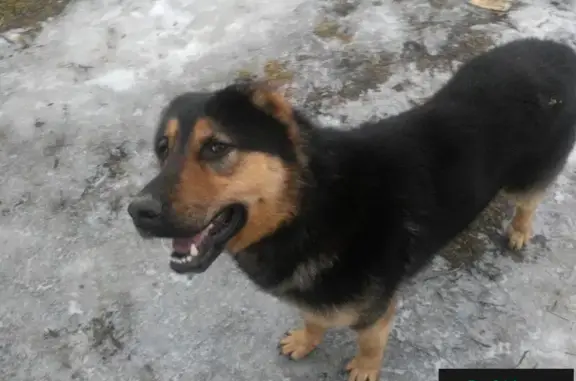 Найдена собака в Дорофеево с ошейниками и купированными ушами