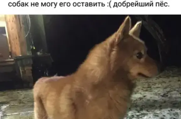 Найдена собака, Красноармейское Лесничество, фото: Собака с белой лапкой и скотчевым ошейником в Наро-Фоминском округе