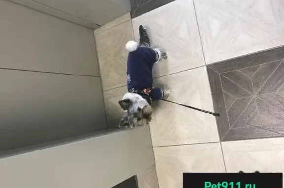 Собаки потеряшки, коттеджный поселок Еланчик, фото: Потеряшка йорик Зефир в поселке Еланчик, Челябинская область