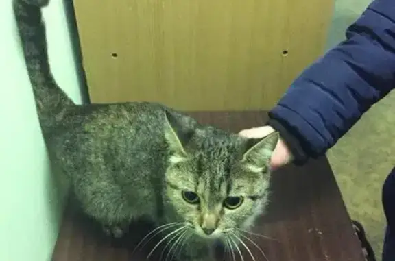 Найдена кошка в Южном Бутово, Москва