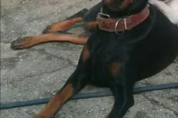 Пропала собака в с. Донское, Крым, возможно в Трудовом-Мазанке