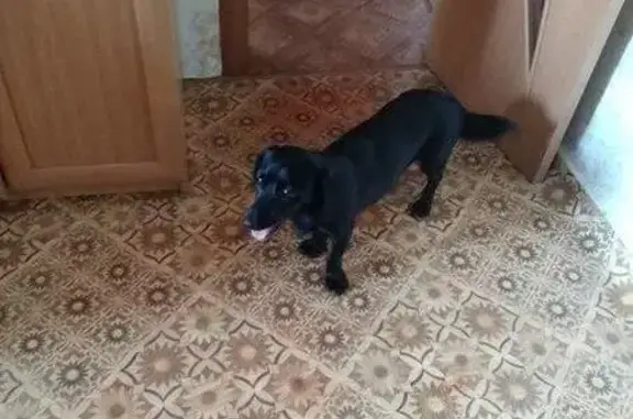 Найдена собака в Иркутске, ищем хозяина