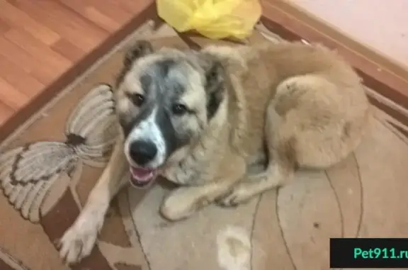 Найдена собака в 3-м мкр. Альметьевск