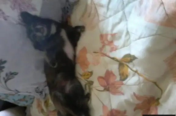 Собаки потеряшки, Рижский Берег Днп, фото: Потеряшка собака в Рижском Берегу, черная с белым и коричневыми лапками, с клеймом