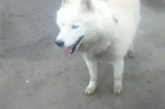 Пропала собака Адам в Ильинке, Астрахань