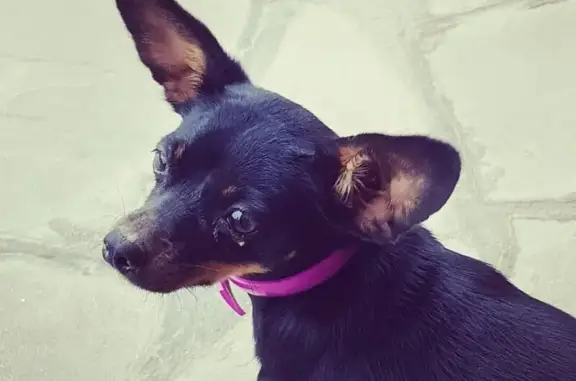 Собаки потеряшки, коттеджный посёлок Тимашово, фото: Потеряшка собака в посёлке Тимашево, Калужская область