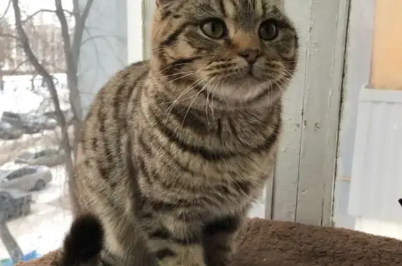 Найден породистый котик с раной в Набережных Челнах