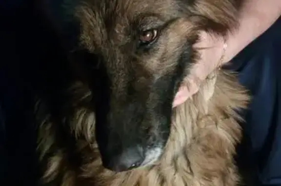 Найдена собака в Самаре с клеймом на ухе