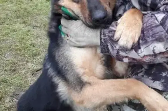 Найдена собака, городской округ Ликино-Дулёво, фото: Собака найдена в Дорофеево, Московская область