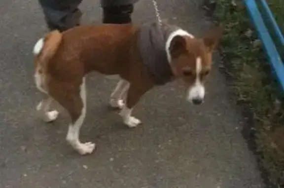 Пропала собака Кейси в Звенигороде