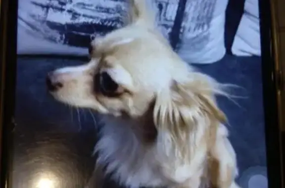 Собаки потеряшки, Хлопки, фото: Потеряшка собака в Воскресенском районе МО.