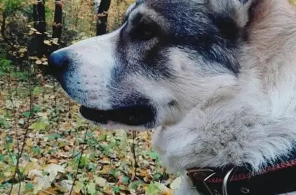 Пропала собака в Манихино, Московская область