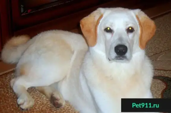 Собаки потеряшки, Богоявленка, фото: Потеряшка палевая собака в селе Богоявленка