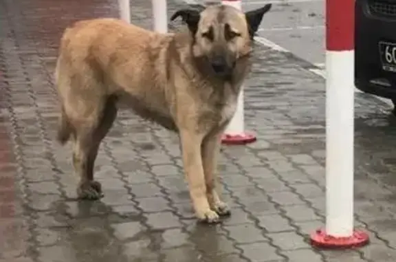 Пропала собака на заправке в Голицыно