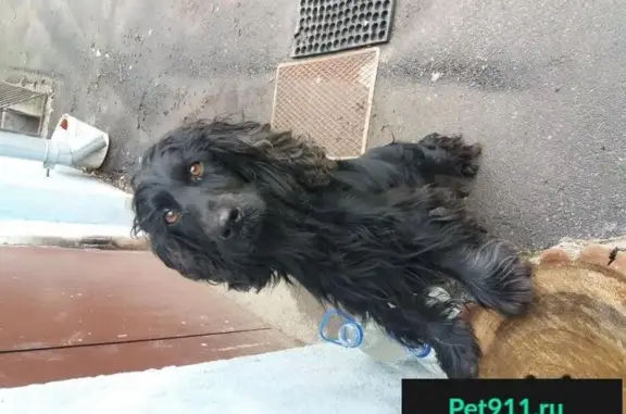 Пропала собака, найден английский спаниель в Ростове-на-Дону