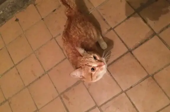 Найдена рыжая кошка на улице Разина, 31
