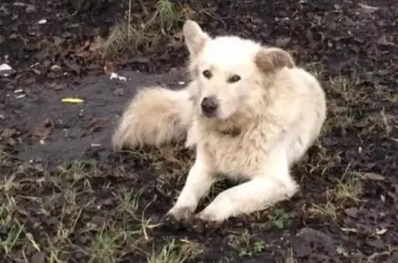 Пропала собака в районе Царицыно, Москва!