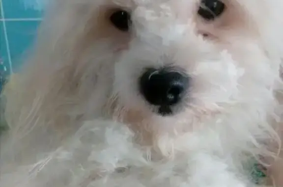 Пропала белая собака в Цыбанобалке, найдена в Анапе