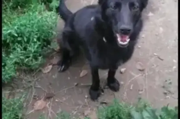 Пропала собака Мини в Вахитовском районе Казани