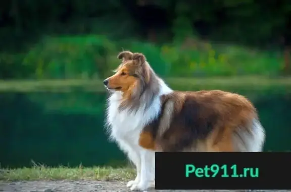 Собаки потеряшки, Краснобаковский район, фото: Потеряшка собака в Краснобаковском р-не, отель Река Чаек