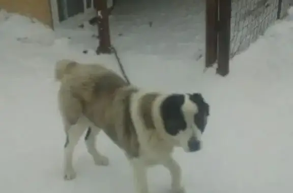 Пропала собака в Волжском районе, помогите найти!