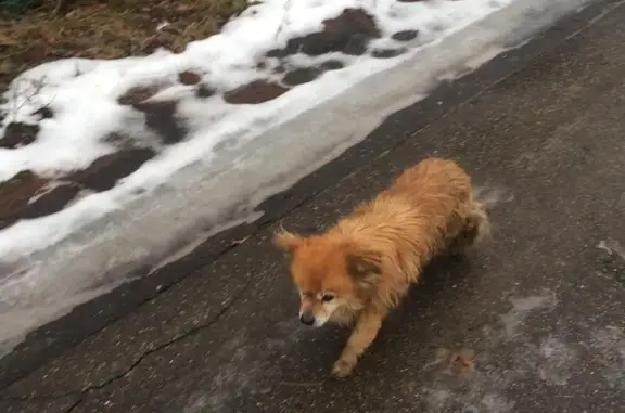 Найдена рыжая собака в деревне Пятница, Солнечногорский район, Московская область